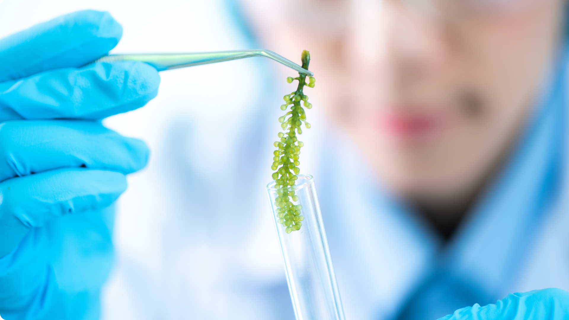 Tratamento de Efluentes com Microalgas: Solução Sustentável e Inovadora